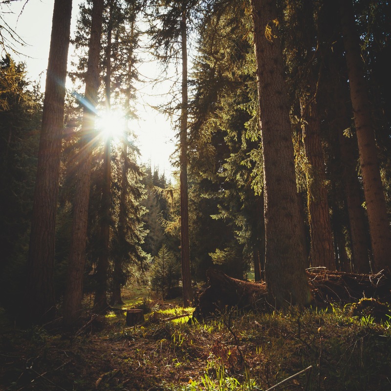 J3urhsssqyqifujvcgku wald